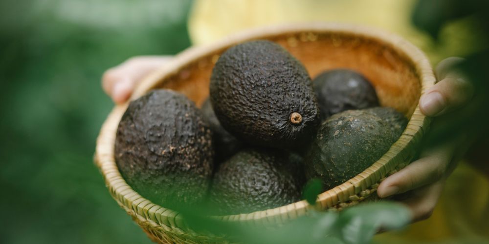 El Aguacate como alimento indispensable