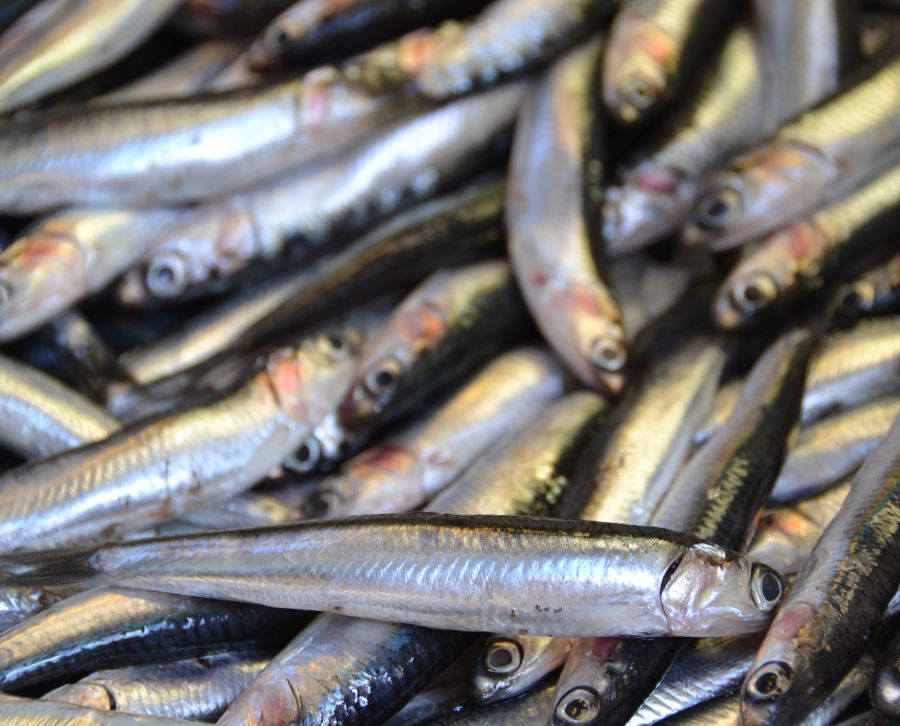 sardinas en dieta sana